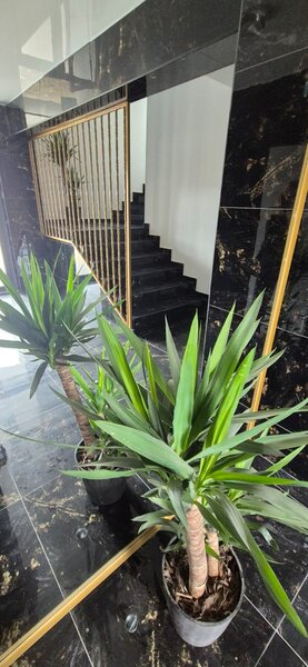 Sector 3 Gura Calitei Titan Parcul Teilor